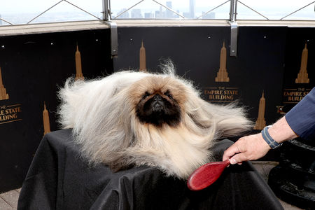 Wasabi, Westminster Kennel Club Dog Show winner visits the Empire State Building