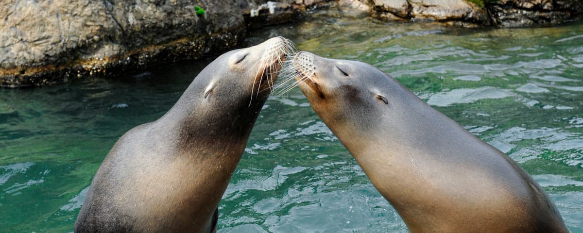 Share the Love at the Bronx Zoo