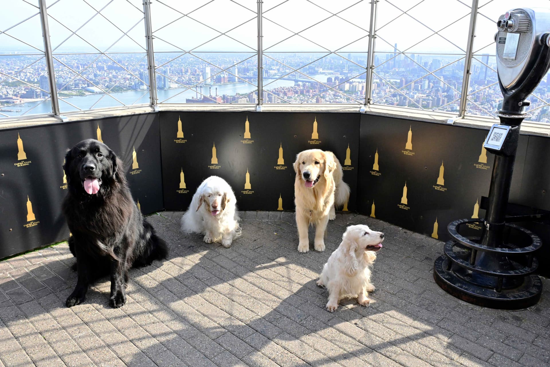 Dogs pose on the 86th Floor Observatory