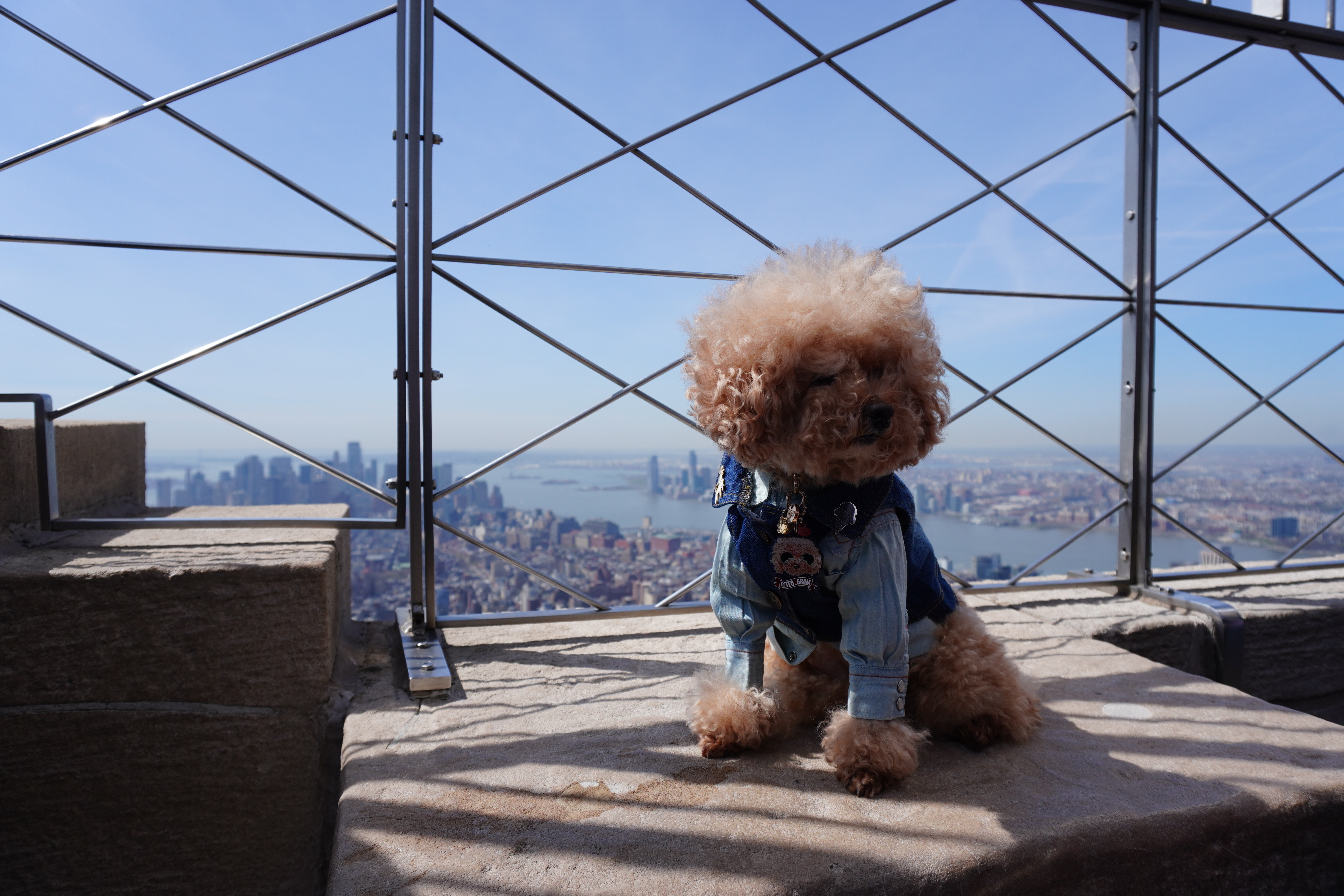 Teddy voor huisdierbeïnvloeding in het Empire State Building