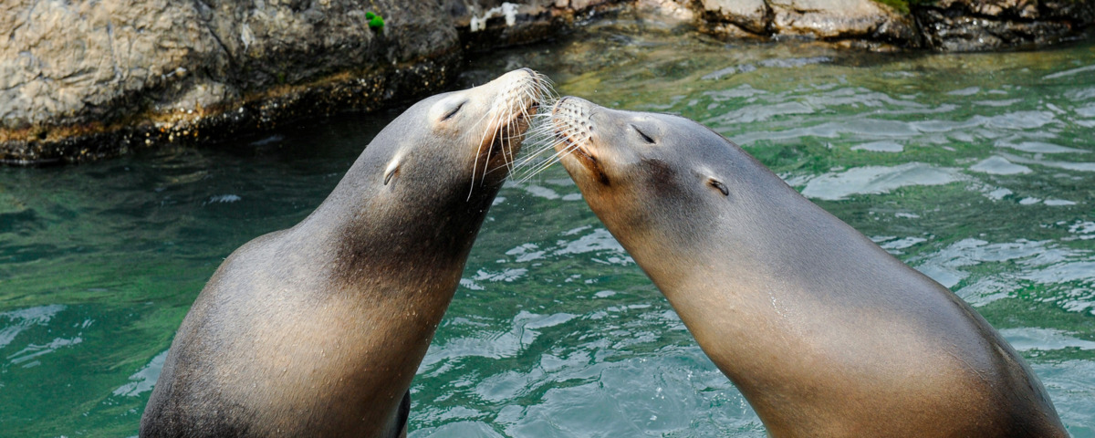 Share the Love at the Bronx Zoo
