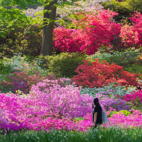 New York Botanical Garden 