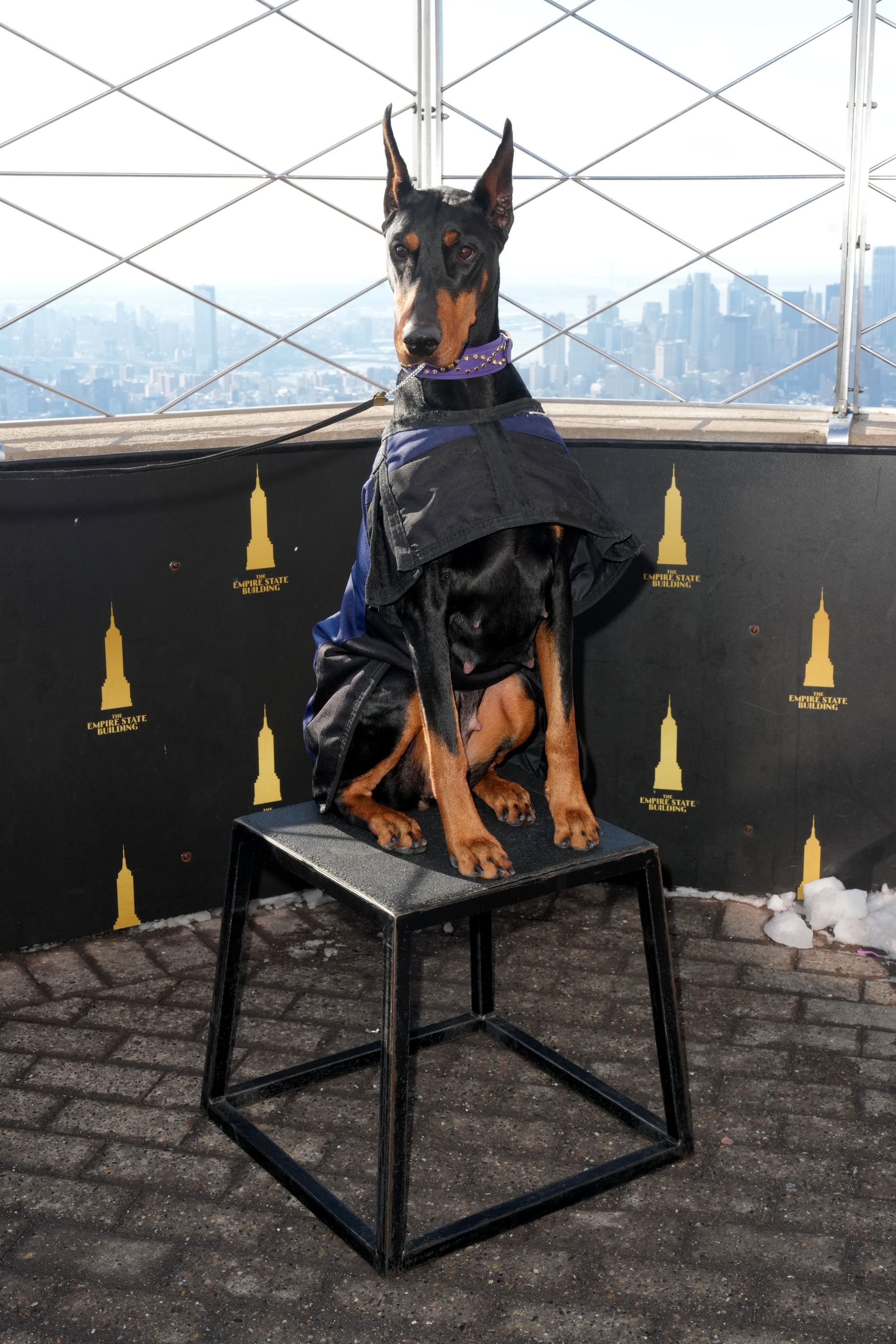 Penny Westminster Best in Show 2026