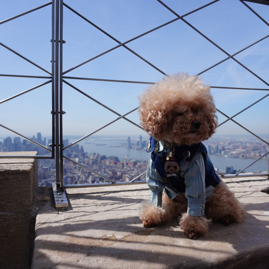 Pet Influencer Teddy At the Empire State Building