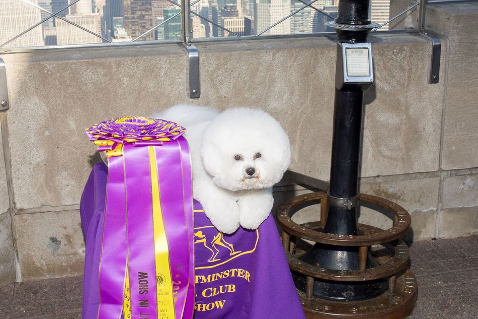 Flynn le bichon frisé à l'ESB