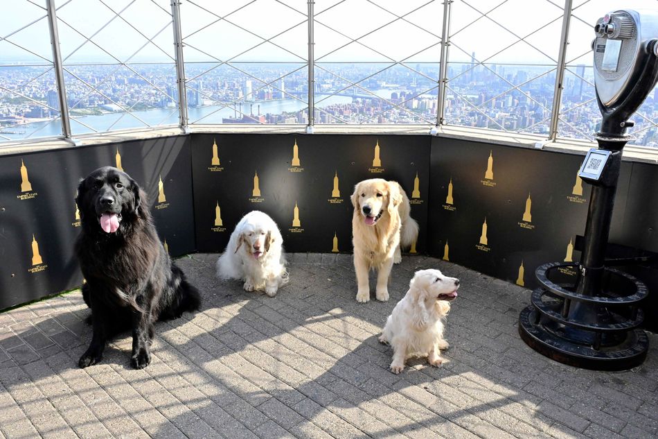 Dogs pose on the 86th Floor Observatory