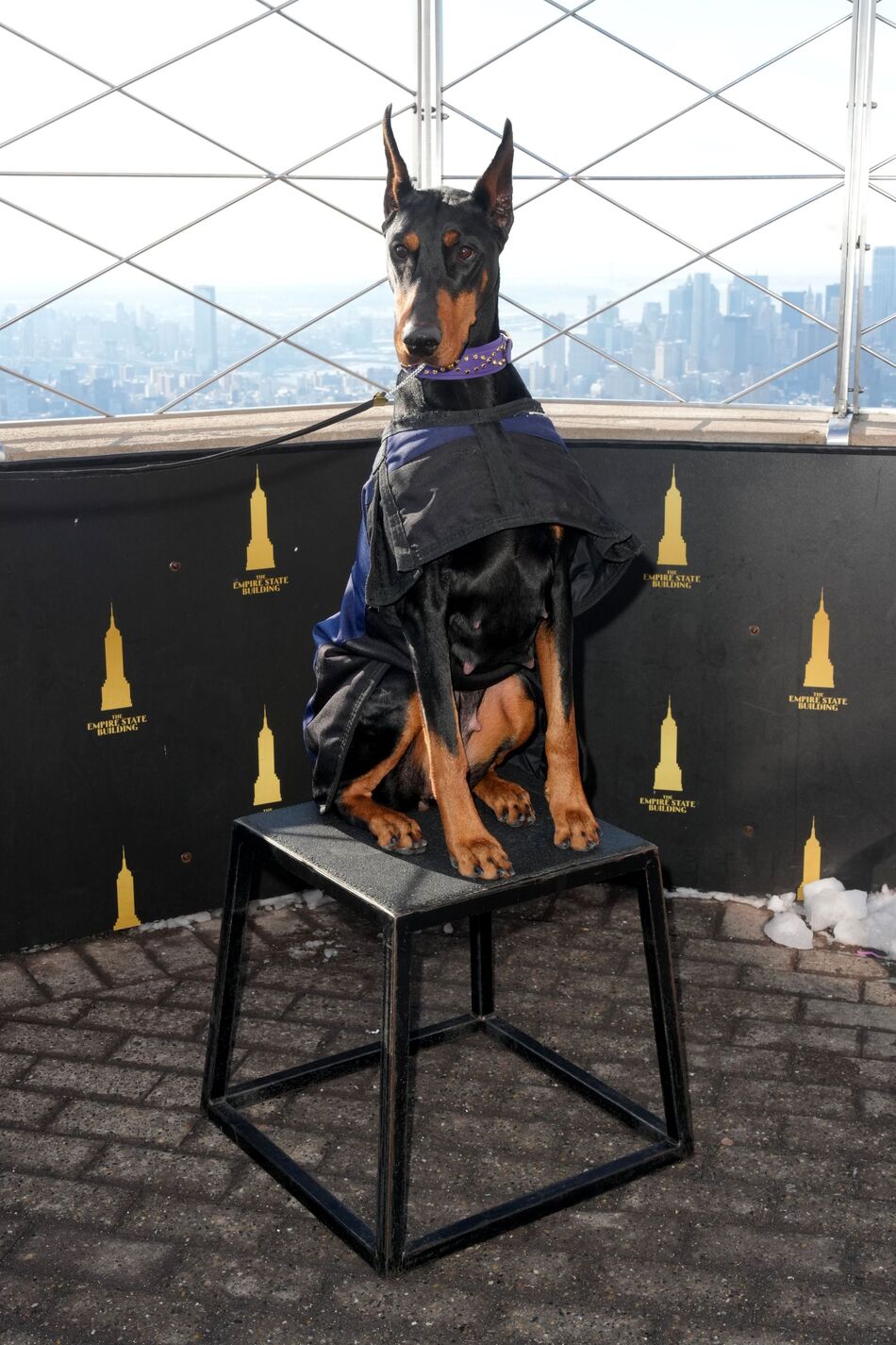 Penny Westminster Best in Show 2026