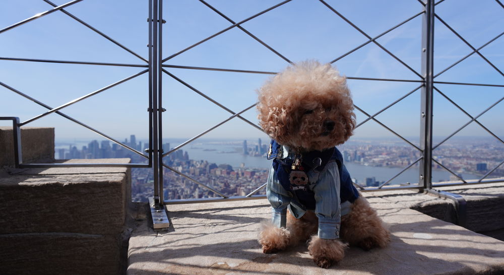 Pet Influencer Teddy At the Empire State Building